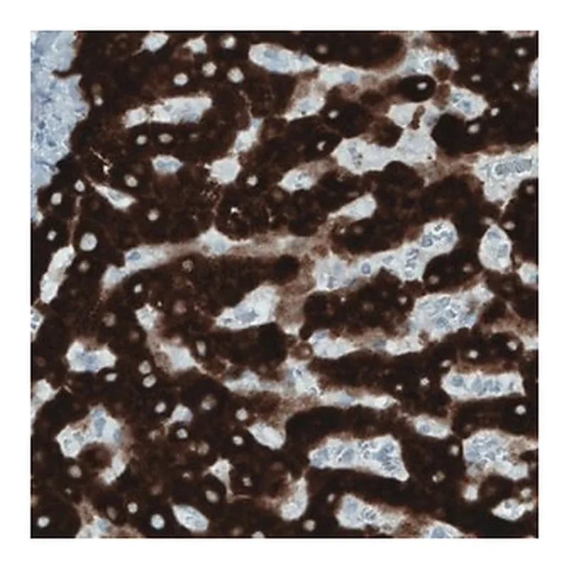 Merck Monoclonal Anti-SLC27A5 antibody produced in mouse