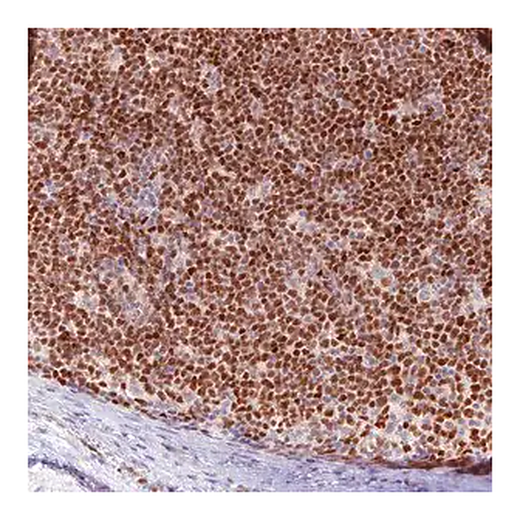 Merck Monoclonal Anti-SOX11 antibody produced in mouse