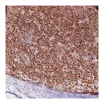 Merck Monoclonal Anti-SOX11 antibody produced in mouse