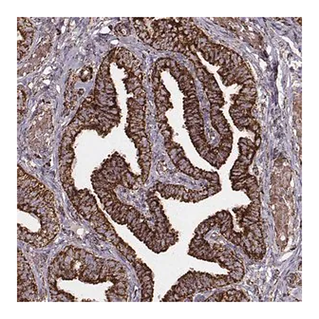 Merck Monoclonal Anti-TUFM antibody produced in mouse