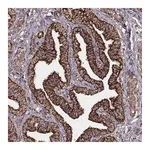 Merck Monoclonal Anti-TUFM antibody produced in mouse