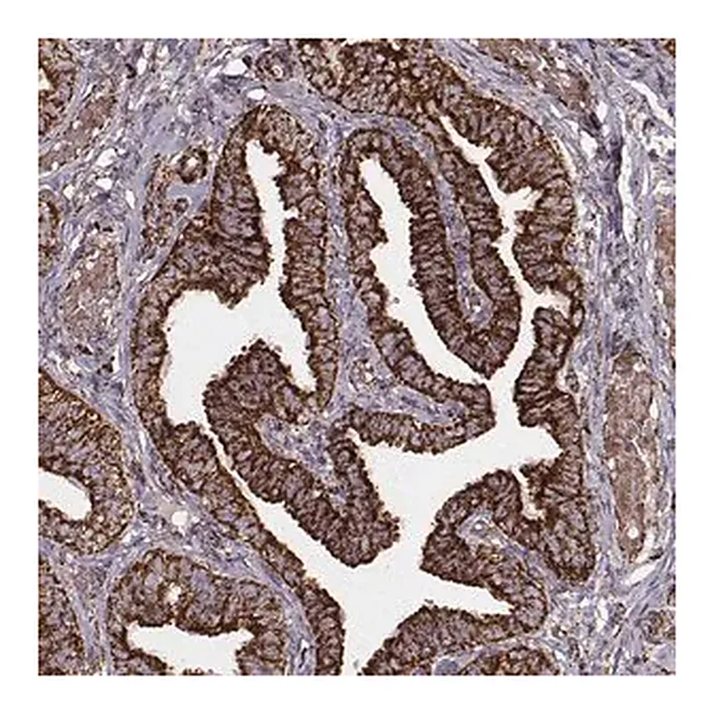 Merck Monoclonal Anti-TUFM antibody produced in mouse