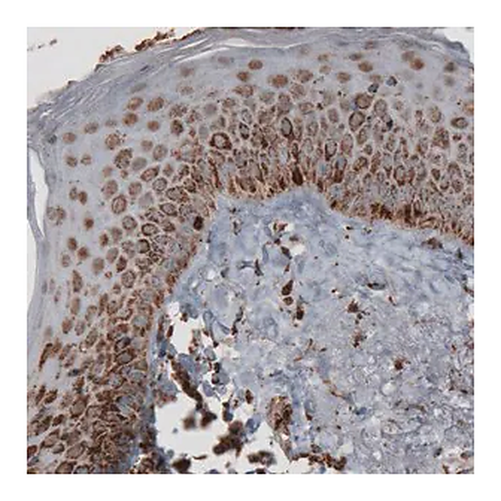 Merck Monoclonal Anti-TUFM antibody produced in mouse