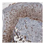 Merck Monoclonal Anti-TUFM antibody produced in mouse