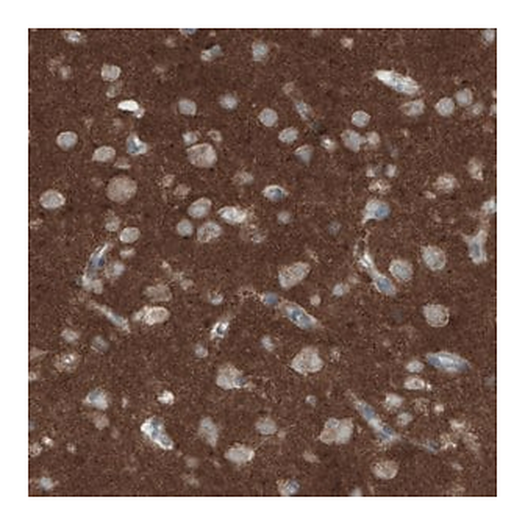 Merck Monoclonal Anti-THY1 antibody produced in mouse