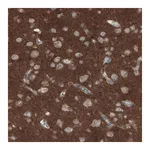 Merck Monoclonal Anti-THY1 antibody produced in mouse