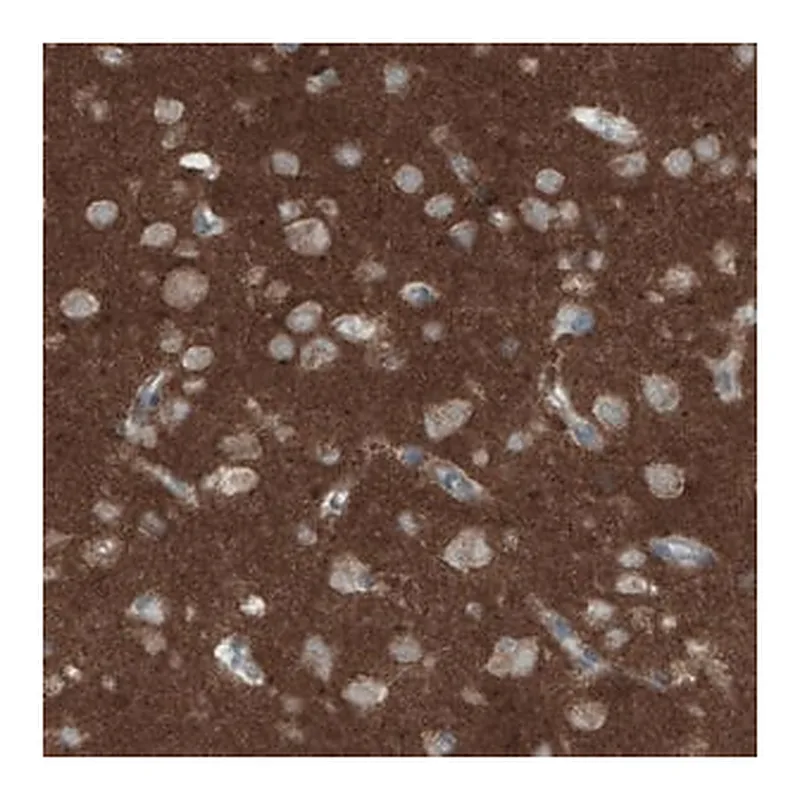 Merck Monoclonal Anti-THY1 antibody produced in mouse