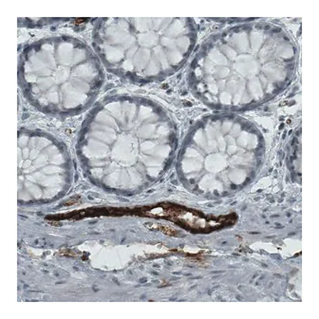 Merck Monoclonal Anti-VWF antibody produced in mouse