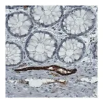 Merck Monoclonal Anti-VWF antibody produced in mouse