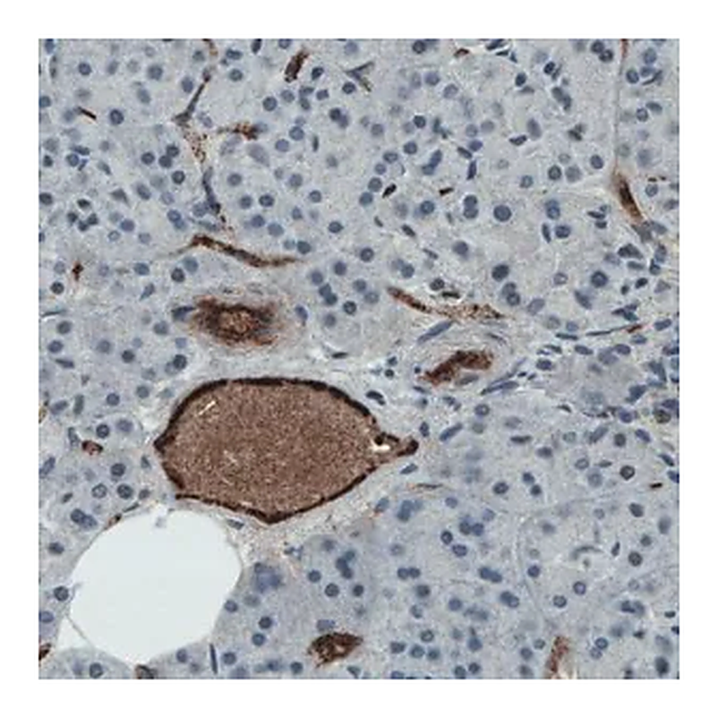Merck Monoclonal Anti-VWF antibody produced in mouse