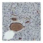 Merck Monoclonal Anti-VWF antibody produced in mouse