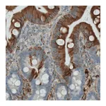 Merck Monoclonal Anti-APOA4 antibody produced in mouse