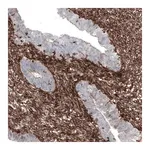 Merck Monoclonal Anti-ZYX antibody produced in mouse
