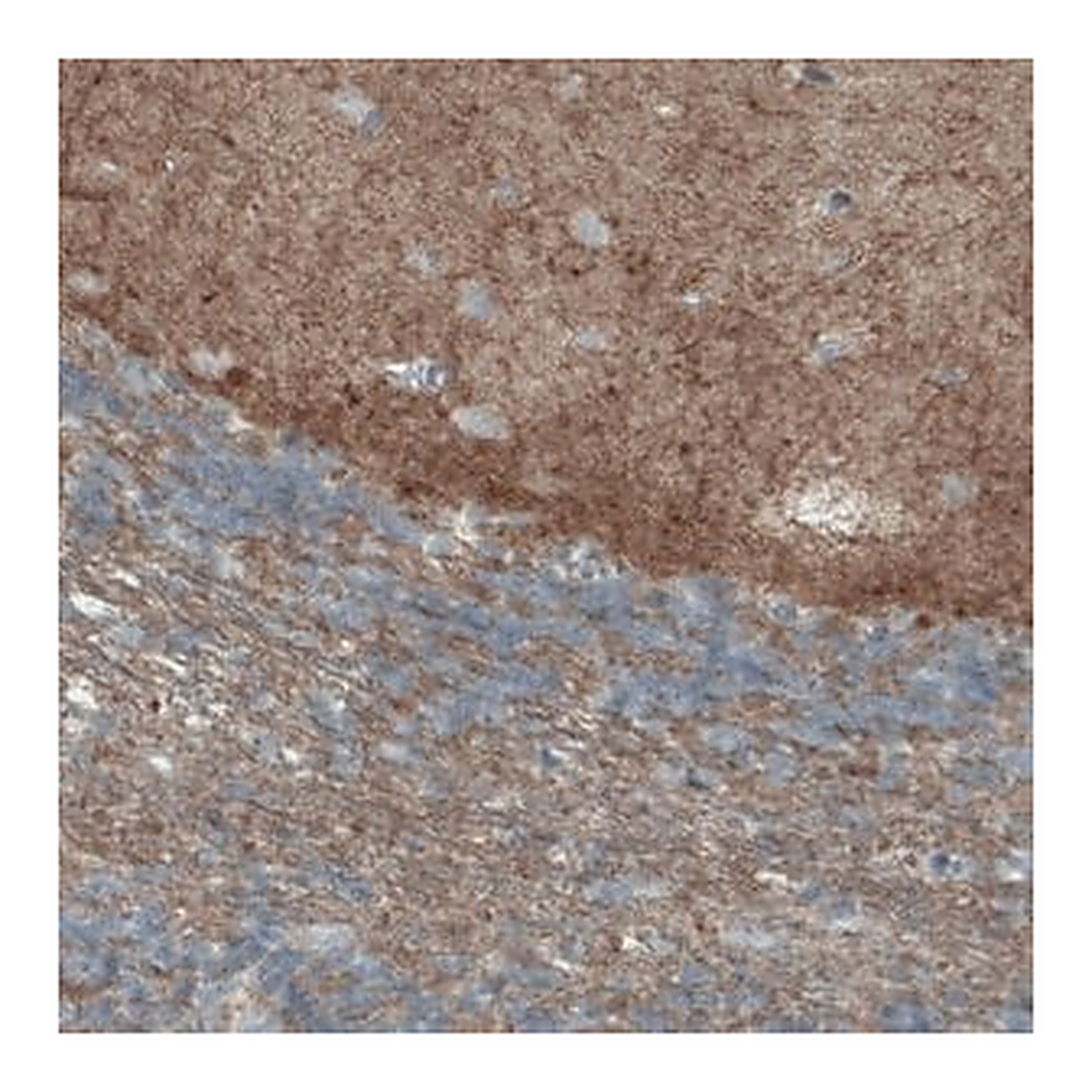 Merck Monoclonal Anti-THY1 antibody produced in mouse