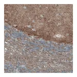 Merck Monoclonal Anti-THY1 antibody produced in mouse