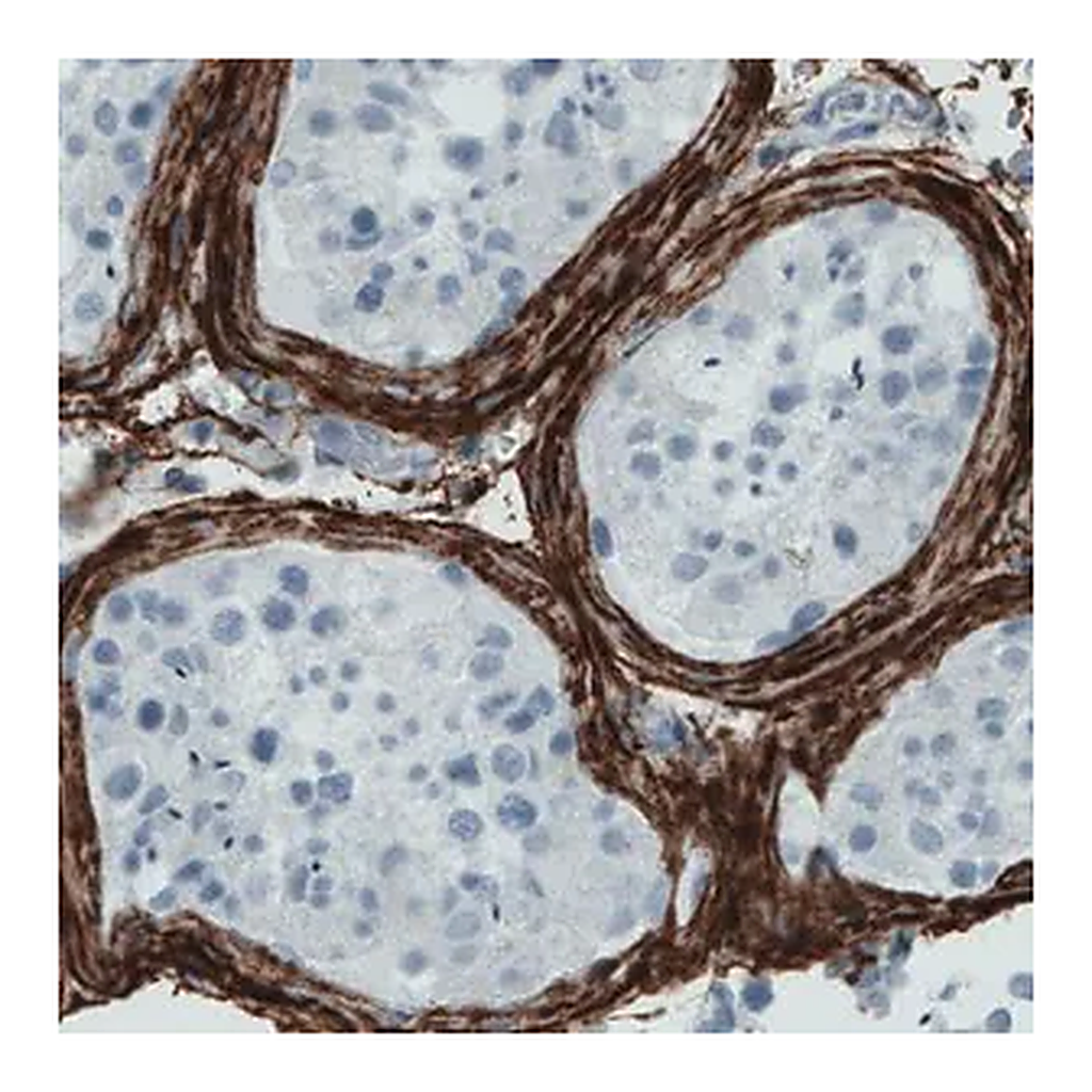 Merck Monoclonal Anti-FBN1 antibody produced in mouse