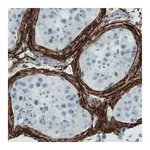 Merck Monoclonal Anti-FBN1 antibody produced in mouse