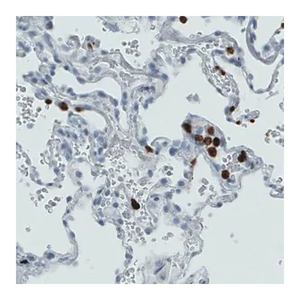 Merck Monoclonal Anti-MMP9 antibody produced in mouse