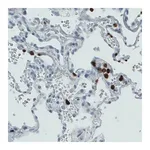 Merck Monoclonal Anti-MMP9 antibody produced in mouse