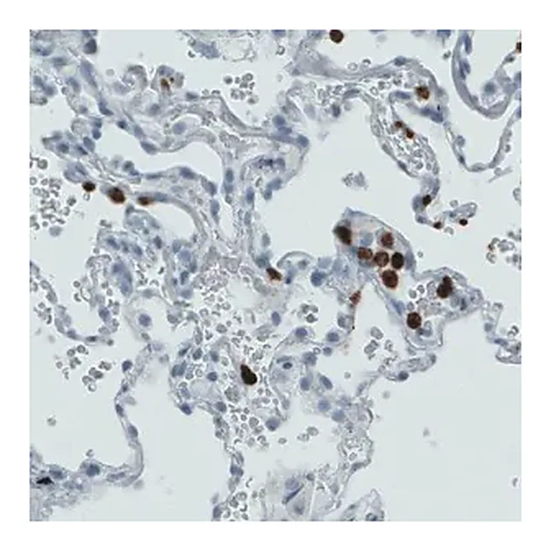 Merck Monoclonal Anti-MMP9 antibody produced in mouse