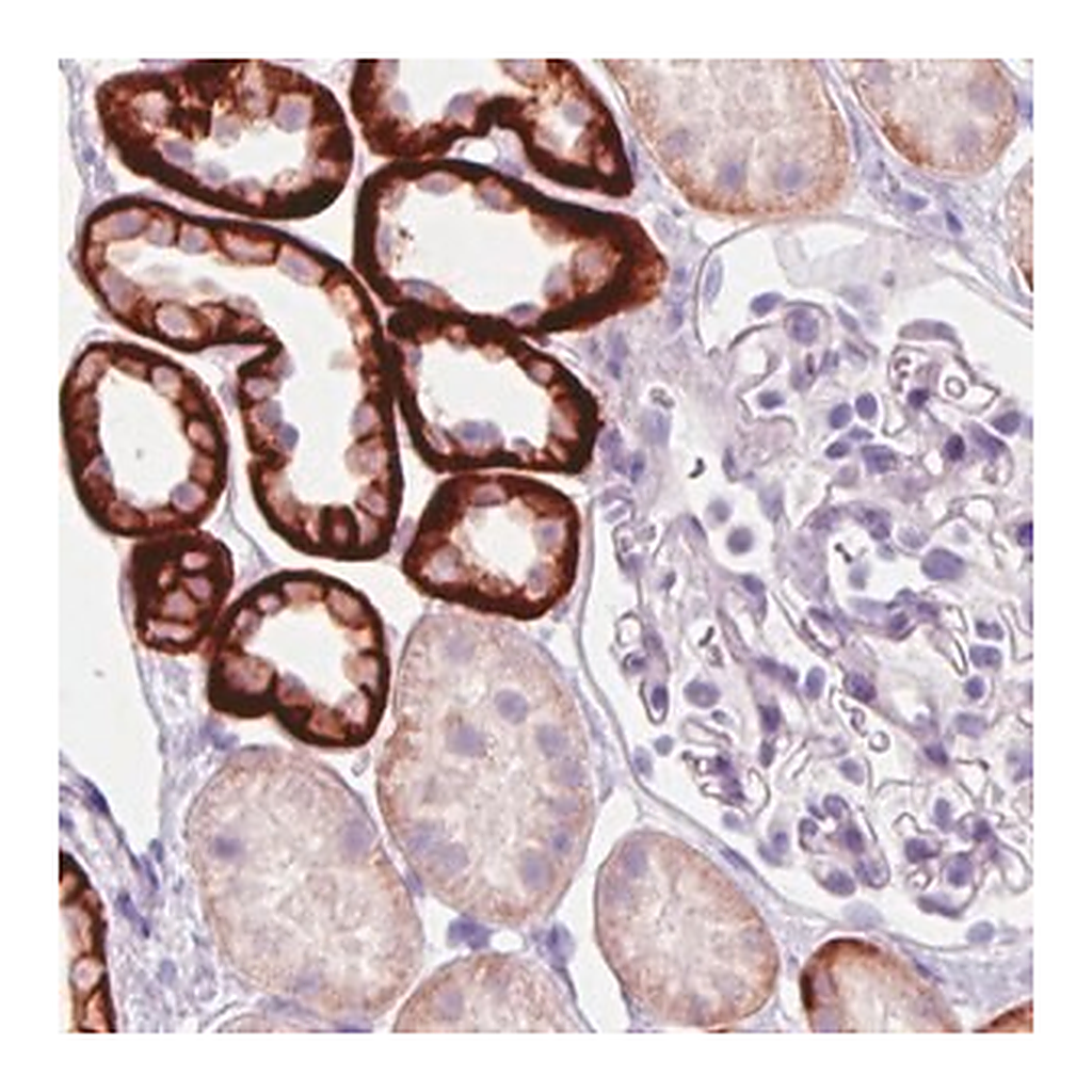Merck Monoclonal Anti-CA12 antibody produced in mouse