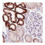 Merck Monoclonal Anti-CA12 antibody produced in mouse