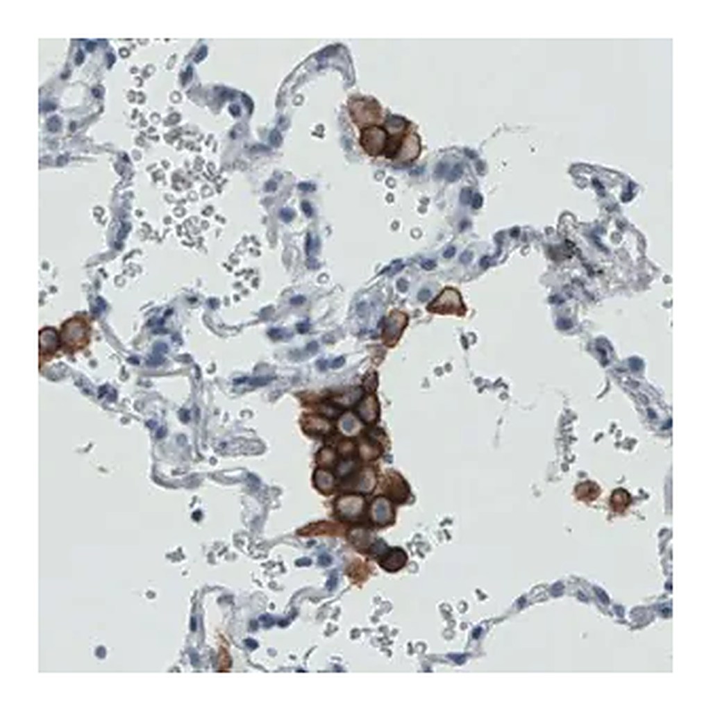 Merck Monoclonal Anti-MRC1 antibody produced in mouse