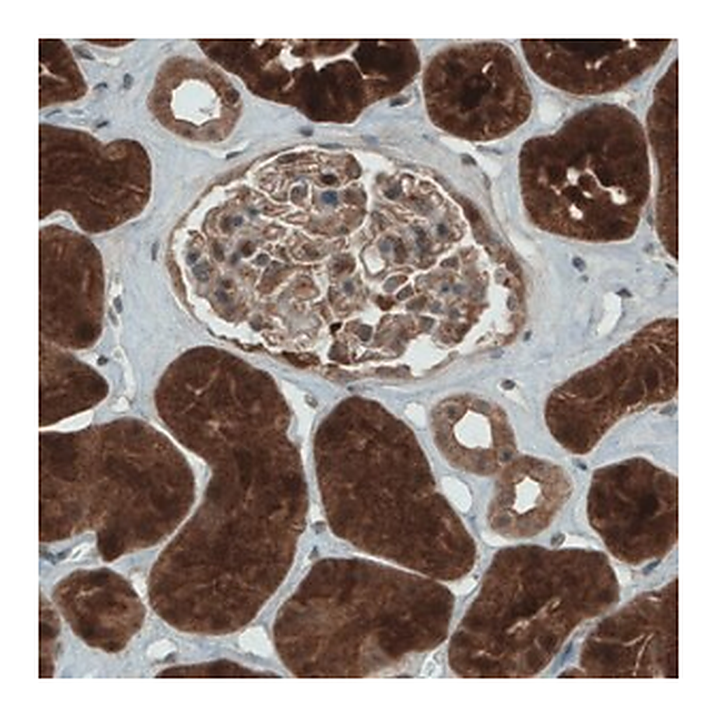 Merck Monoclonal Anti-NAPRT antibody produced in mouse