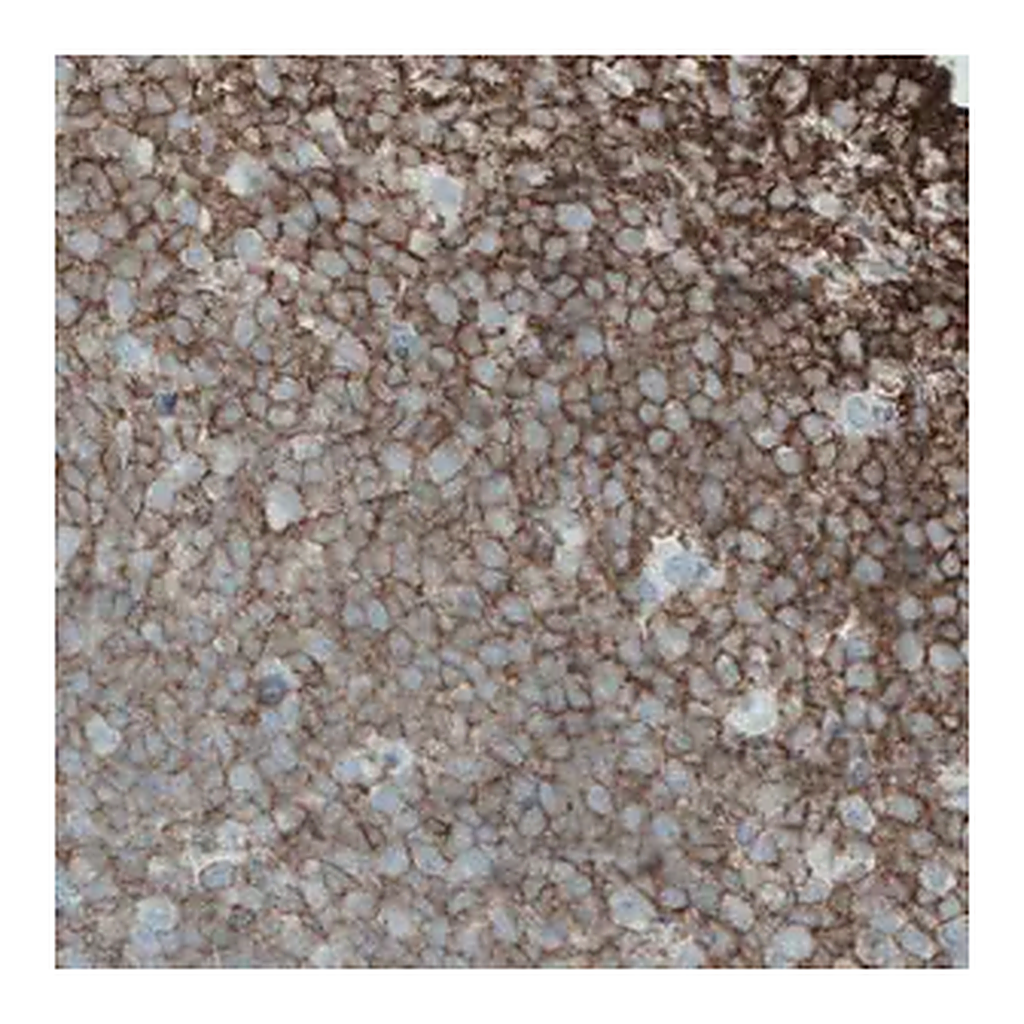 Merck Monoclonal Anti-CD45 antibody produced in mouse