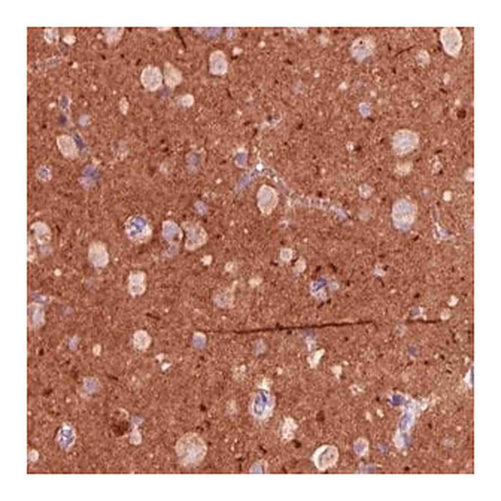 Merck Monoclonal Anti-TSPAN7 antibody produced in mouse