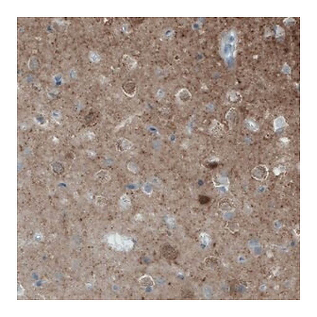 Merck Monoclonal Anti-NECAB2 antibody produced in mouse