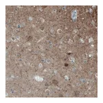 Merck Monoclonal Anti-NECAB2 antibody produced in mouse