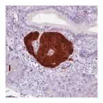 Merck Monoclonal Anti-SCGN antibody produced in mouse