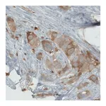 Merck Monoclonal Anti-PHGDH antibody produced in mouse