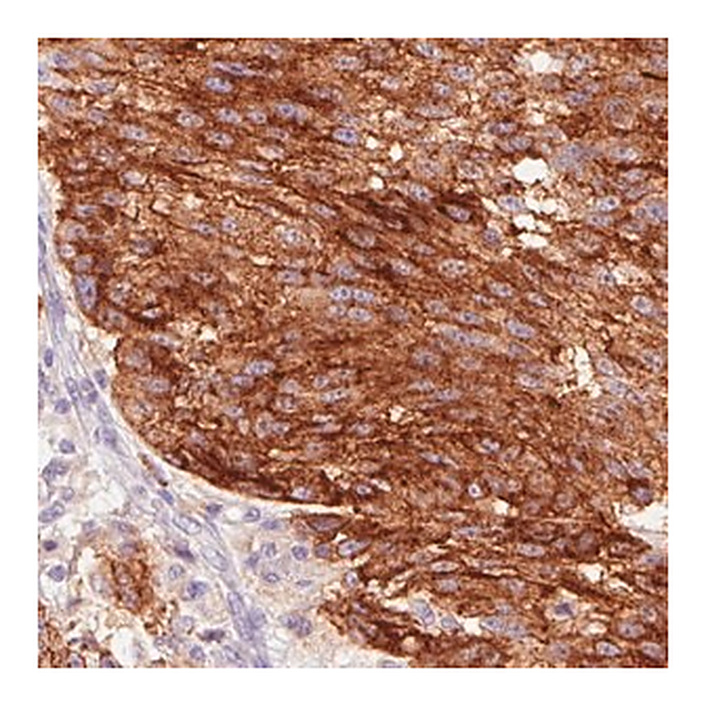 Merck Monoclonal Anti-STX7 antibody produced in mouse