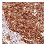 Merck Monoclonal Anti-STX7 antibody produced in mouse