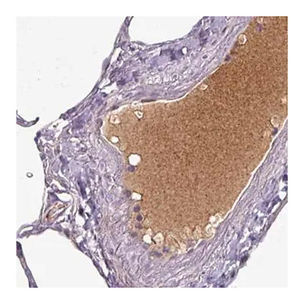 Merck Monoclonal Anti-APOL1 antibody produced in mouse