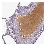 Merck Monoclonal Anti-APOL1 antibody produced in mouse
