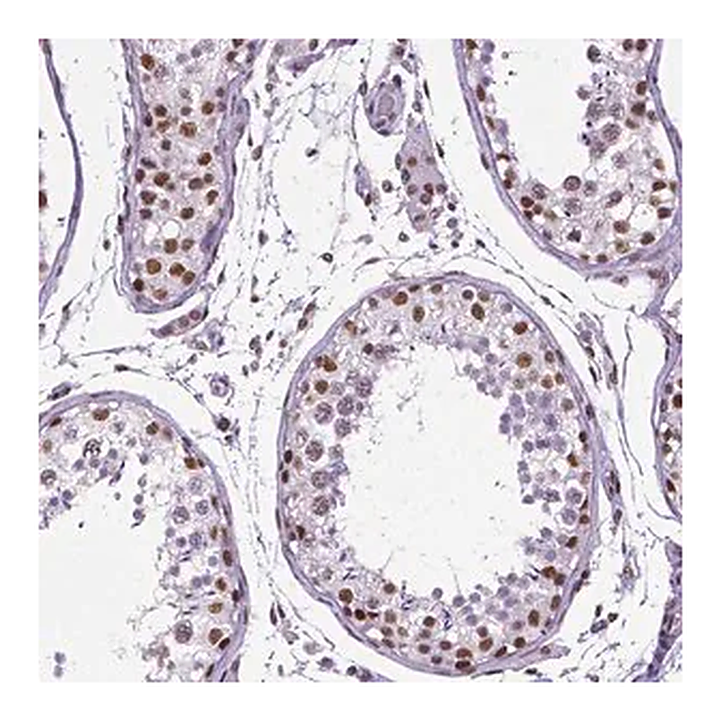 Merck Monoclonal Anti-REST antibody produced in mouse