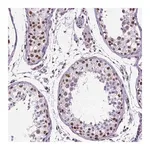 Merck Monoclonal Anti-REST antibody produced in mouse