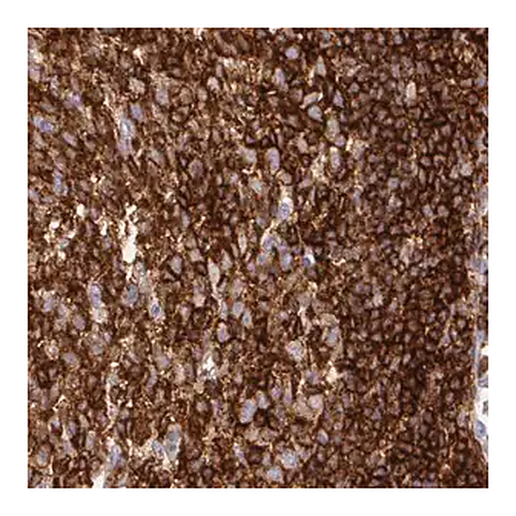 Merck Monoclonal Anti-CD45 antibody produced in mouse