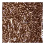 Merck Monoclonal Anti-CD45 antibody produced in mouse