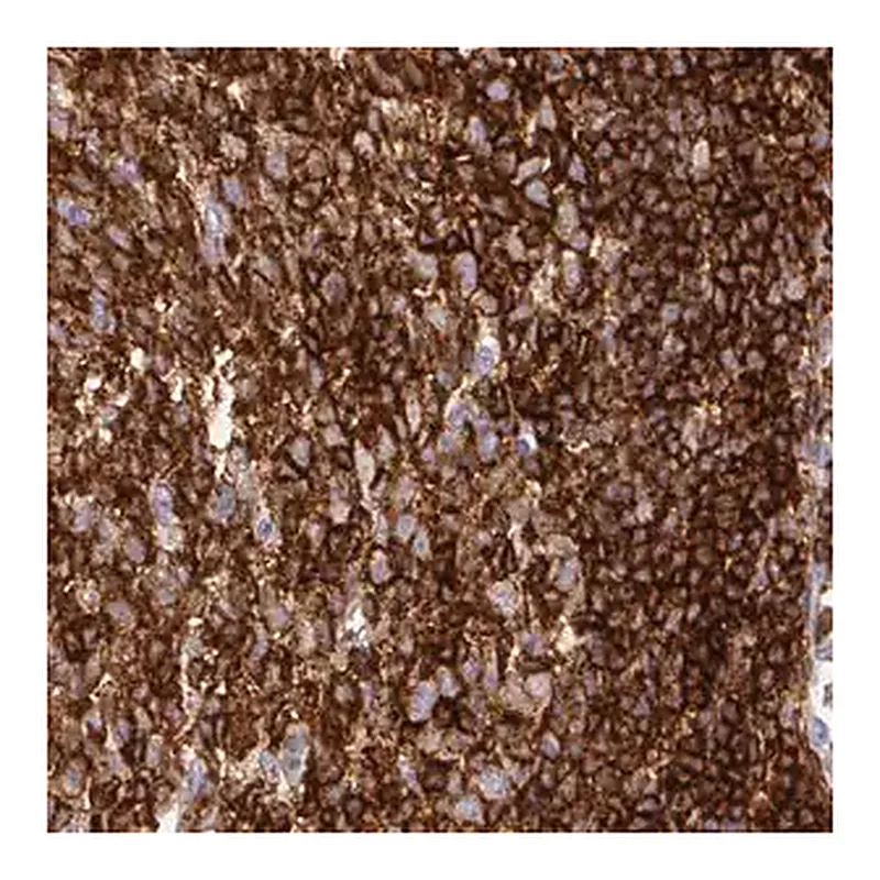 Merck Monoclonal Anti-CD45 antibody produced in mouse