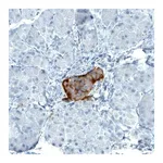 Merck Monoclonal Anti-TSPAN7 antibody produced in mouse