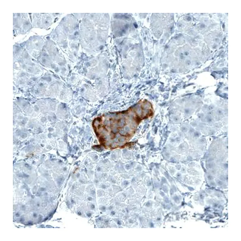 Merck Monoclonal Anti-TSPAN7 antibody produced in mouse