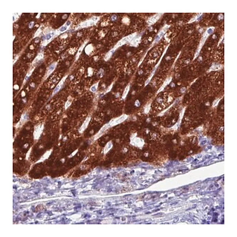 Merck Monoclonal Anti-SLC27A5 antibody produced in mouse