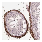 Merck Monoclonal Anti-FBN1 antibody produced in mouse