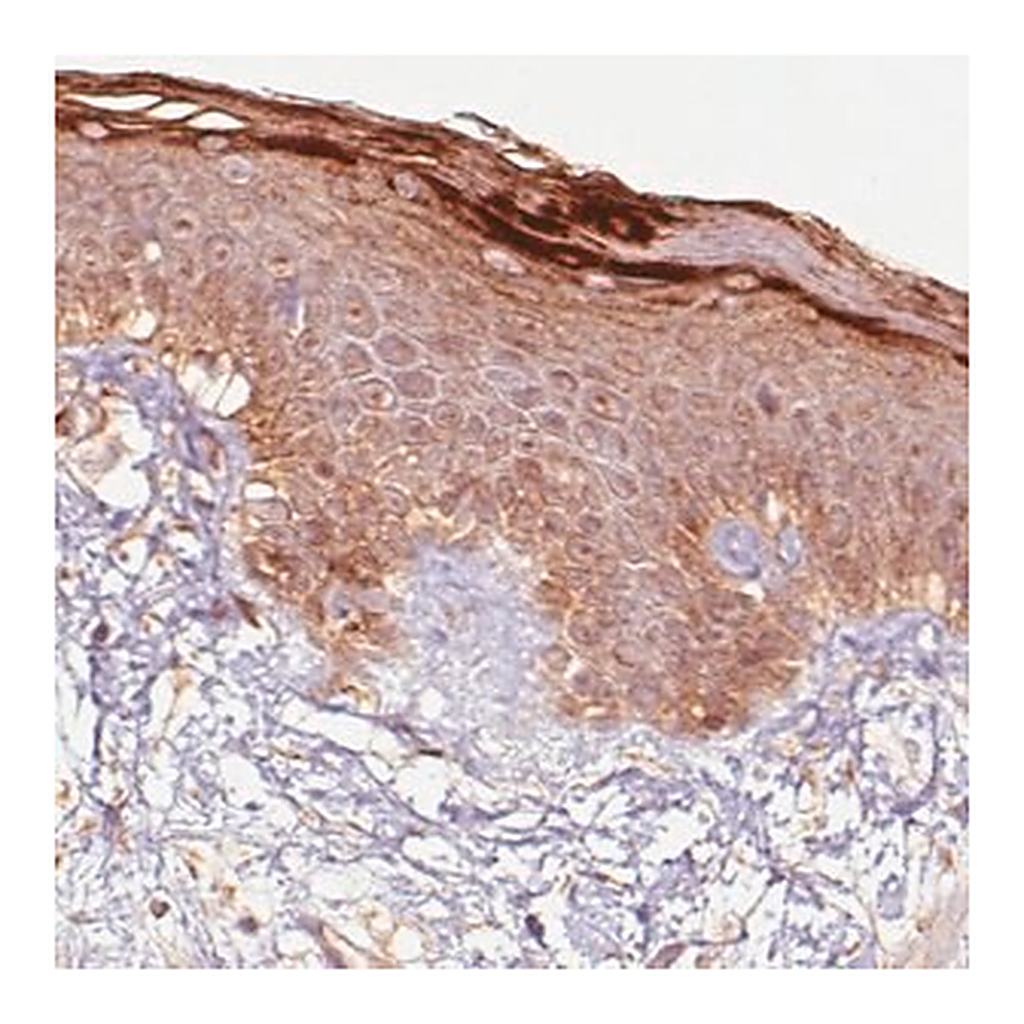 Merck Monoclonal Anti-RNASE7 antibody produced in mouse