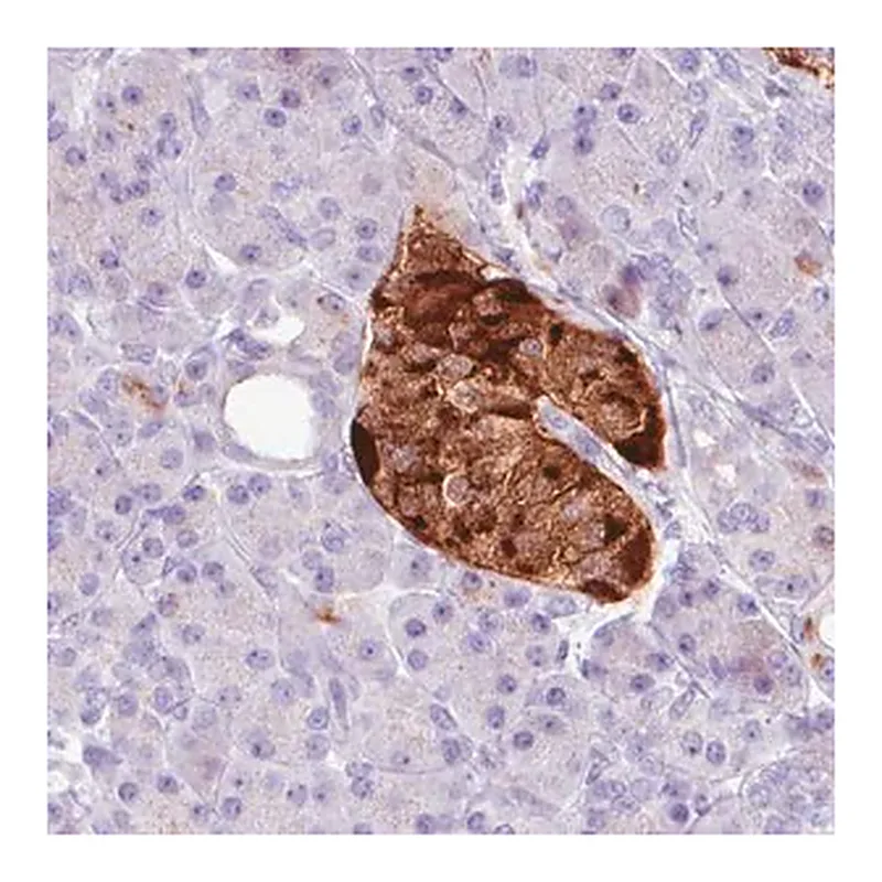 Merck Monoclonal Anti-CHGA antibody produced in mouse