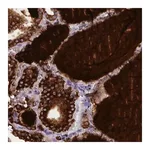 Merck Monoclonal Anti-TG antibody produced in mouse